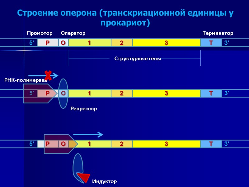 Строение оперона (транскриационной единицы у прокариот)
